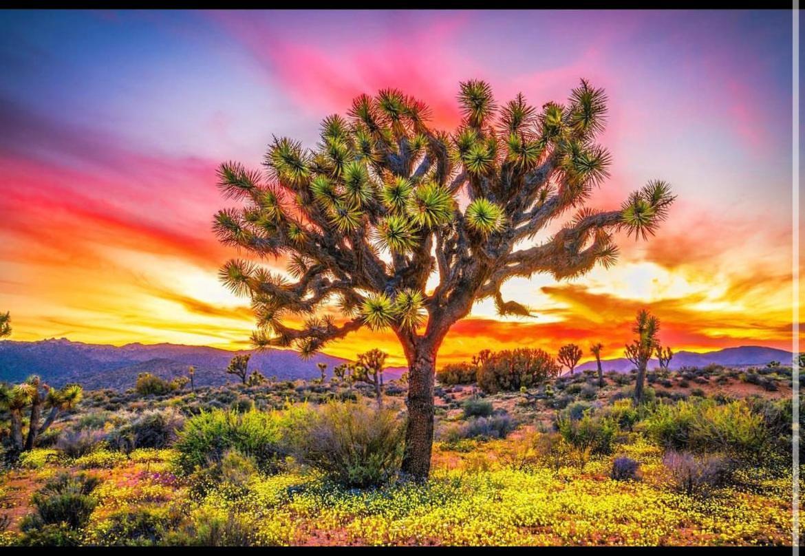 Desert Dusk Joshua Tree Exterior foto